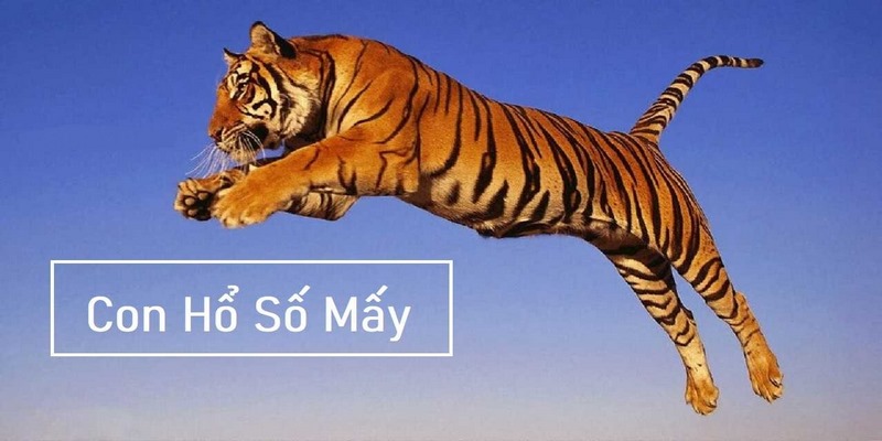 Mơ thấy cọp cần dựa trên số lượng