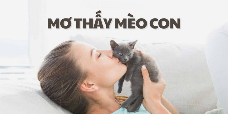Giải mã ý nghĩa giấc mơ thấy mèo